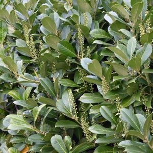 Prunus laurocerasus Novita