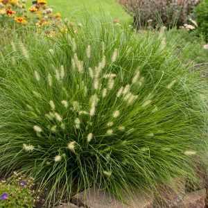 Pennisetum alopecuroides Little Bunny