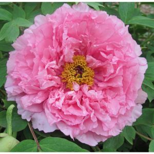 Paeonia Suffruticosa Rou Fu Rong