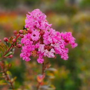 Lagerstroemia indica Petite Pink