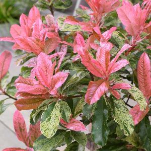photinia pink crispy