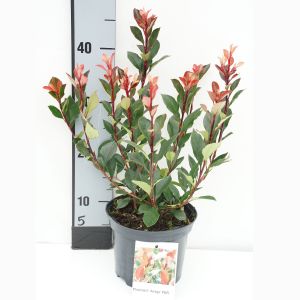 Photinia fraseri amigo
