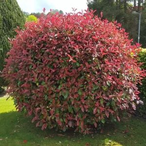 Photinia serrulata Red Robin