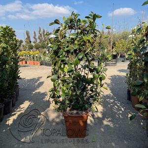 Photinia serrulata Red Robin špalir