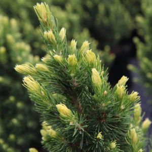 Picea glauca Rainbow's End