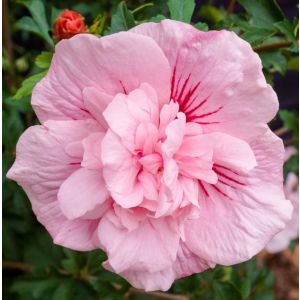 Hibiscus syriacus Pink Chiffon Hibiskus, Sirijska ruža
