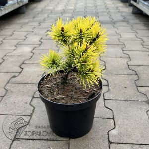 Pinus mugo Golden Glow