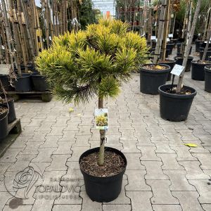 Pinus mugo Golden Glow