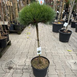 Pinus Walnong