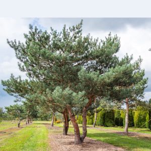 Pinus Sylvestris