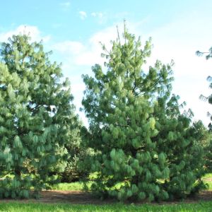 Pinus Wallichiana himalajski bor