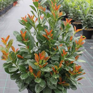 Prunus laurocerasus ‘Bonaparte’ – zimzelena lovor višnja sa bronzanim listovima