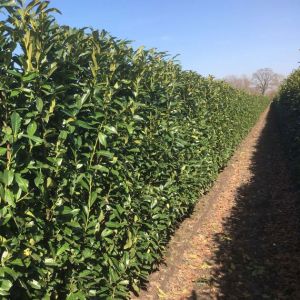 Prunus laurocerasus ‘Genolia’ – uspravna lovor višnja za žive ograde