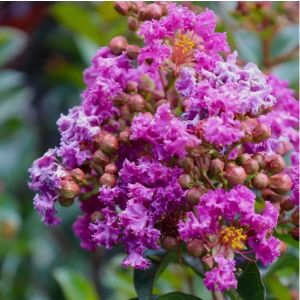 Lagerstroemia indica Purple Magic