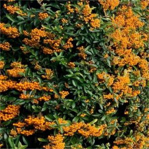 Pyracantha coccinea ‘Orange Glow’ – vatreni trn sa narandžastim plodovima
