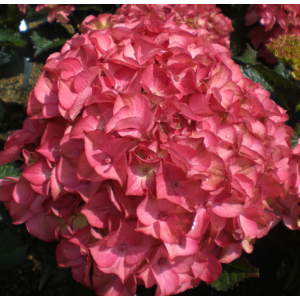 Hydrangea macrophylla Red Angel