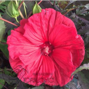 Hibiscus moscheutos 'Carousel Red Wine'