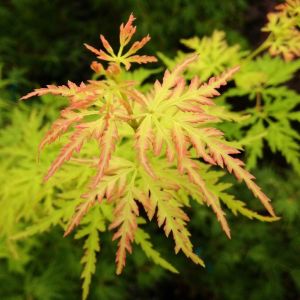 Acer palmatum 'Seiryu'