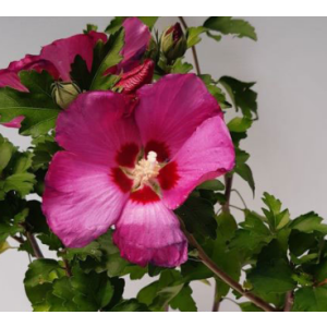 Hibiscus syriacus  mix • C 2 l  •  40-60 cm 