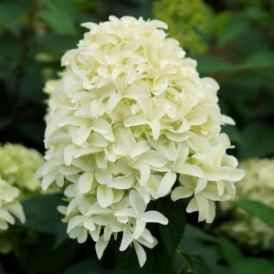 Hydrangea paniculata Skyfall