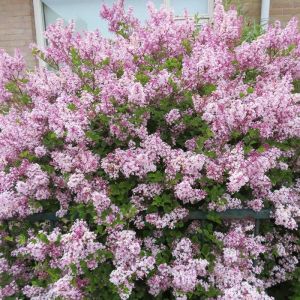 syringa superba