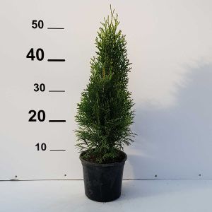 Thuja Smaragd