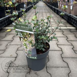 Viburnum Fairy Stars