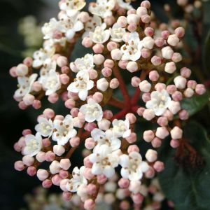 Viburnum tinus Eve Price