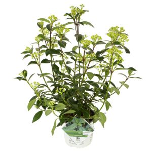 Viburnum davidii 'Yin'