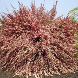 Cytisus praecox Zeelandia