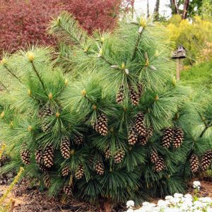 Pinus schwerinii 'Wiethorst'