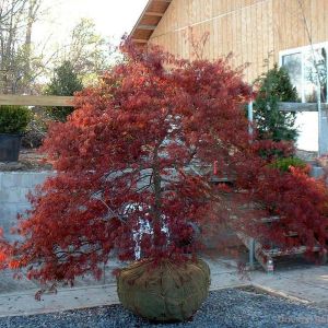Acer palmatum dissectum 'Garnet'