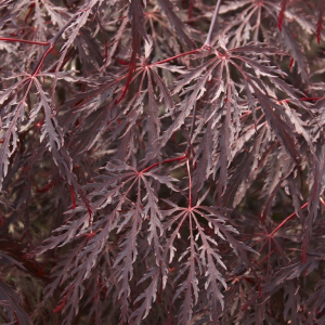 Acer palmatum Dissectum Inaba - Shidare