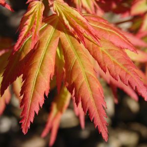Acer palmatum Orange Dream