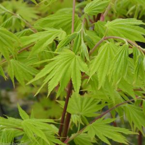 Acer shirasawanum Jordan