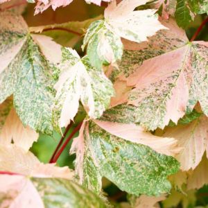 Acer pseudoplatanus Simon-Louis Freres