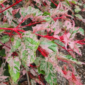 Acer x conspicuum Red Flamingo