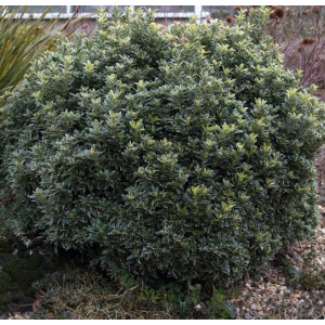 Euonymus microphyllus Albovariegatus - kurika za niske žive ograde