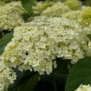 Hydrangea arborescens 'Annabelle' - Hortenzija