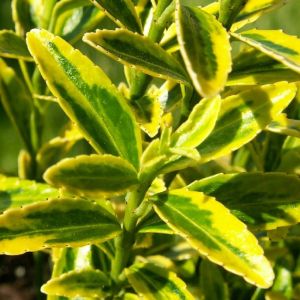 Euonymus microphyllus  Aureovariegatus - kurika za niske žive ograde