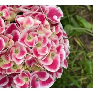 Hydrangea macrophylla Candy Pink hortenzija
