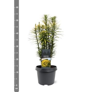 Cephalotaxus Korean Gold