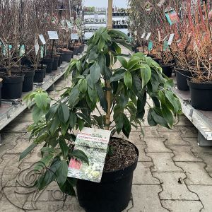 Cornus elliptica Empress of China