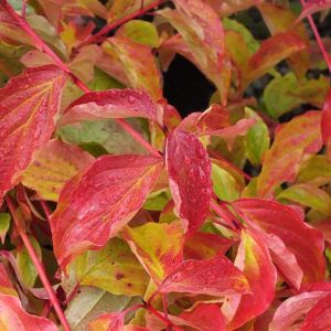 Cornus sanguinea Midwinter Fire