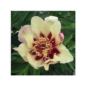 Paeonia Itoh 'Court Yester'