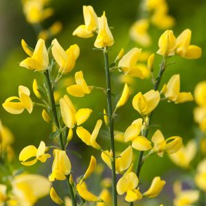cytisus allgold