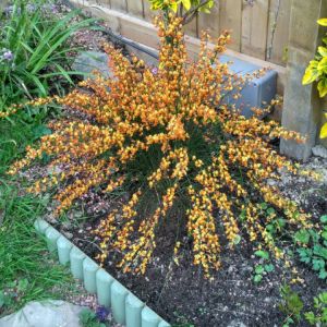 Cytisus Apricot Gem