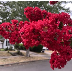 lagerstroemia dynamit