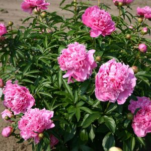 paeonia alexander fleming
