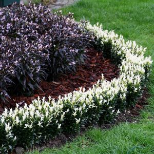 Euonymus Paloma Blanca